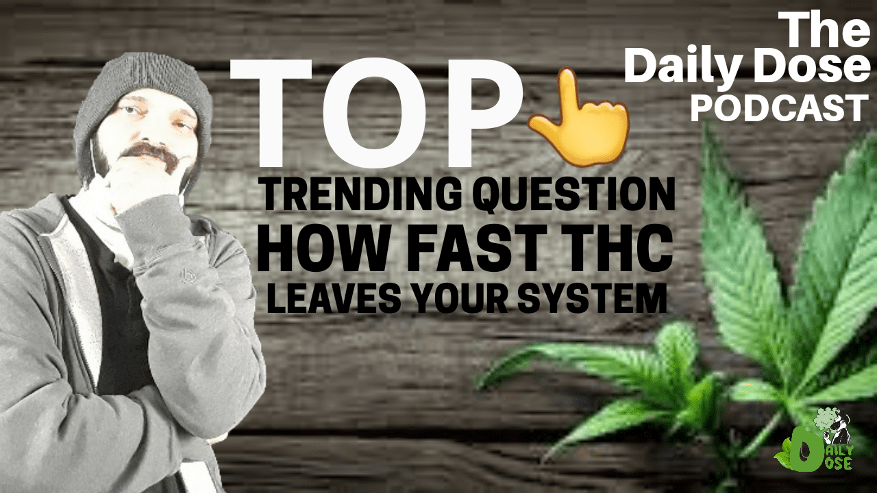 Top Trending Cannabis Question How Fast Does THC Leave Your System