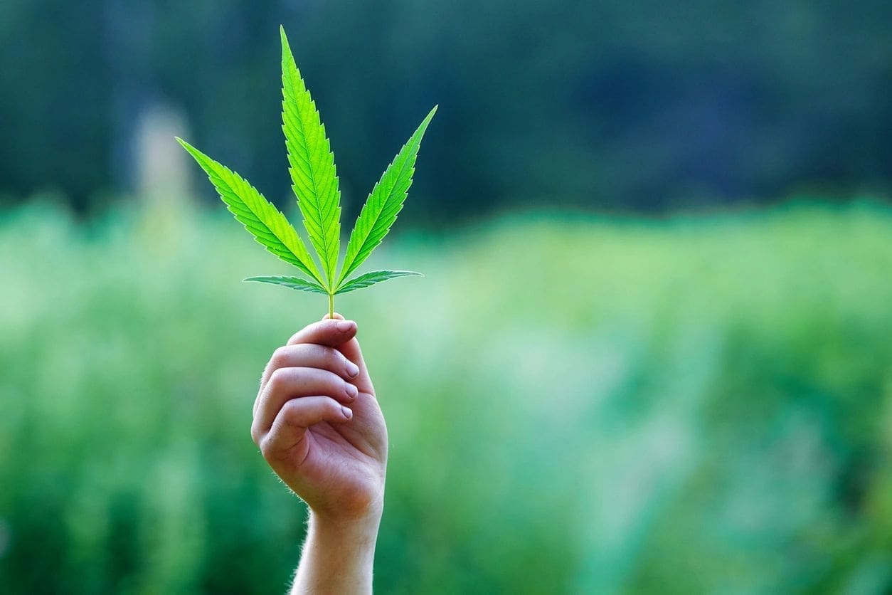 Pot Politics And Cannabis Culture