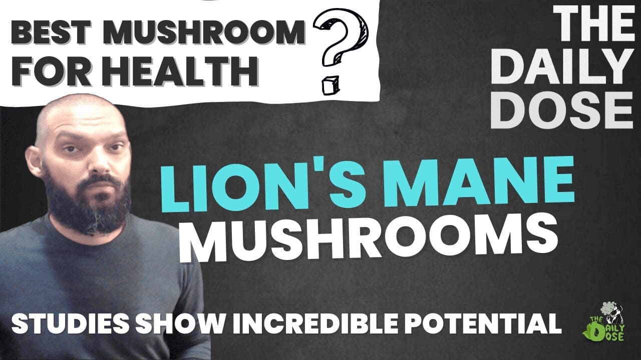 Best Mushroom For Health And Wellness 2023
